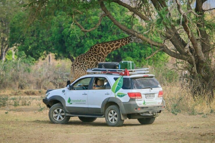 safari zambie