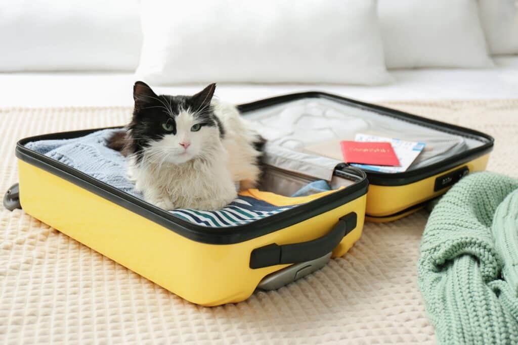 Guide pour préparer votre chat à son premier voyage