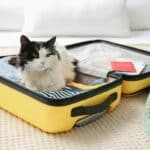 Guide pour préparer votre chat à son premier voyage