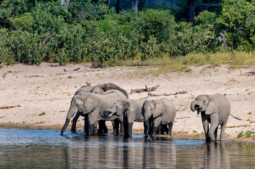 éléphants bande de caprivi