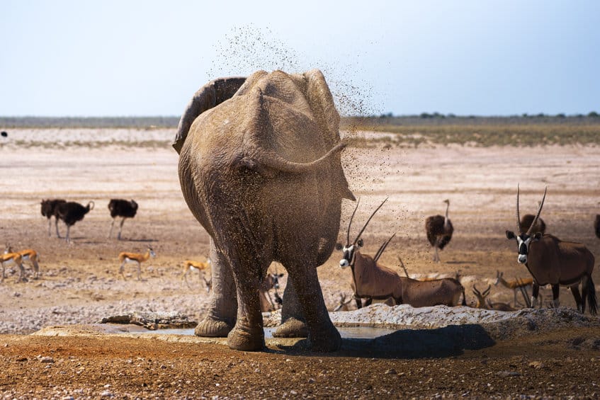 éléphant à etosha