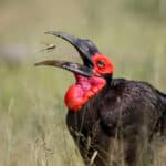 safari oiseaux en afrique