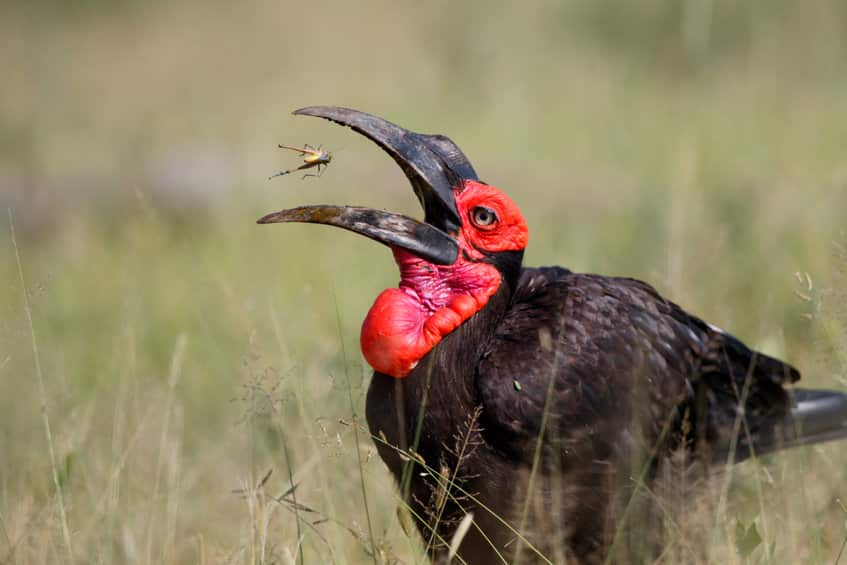 safari oiseaux en afrique