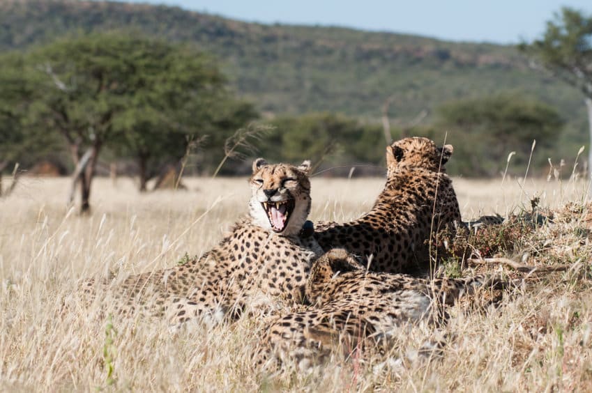 guepards à Okonjima