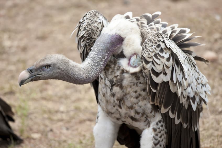 vautour africain