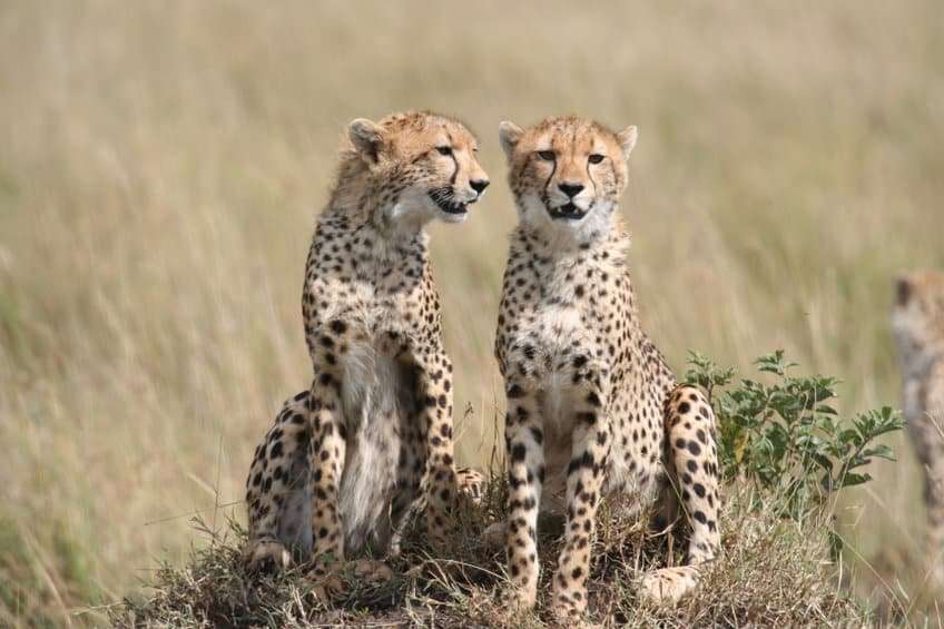 safari en namibie