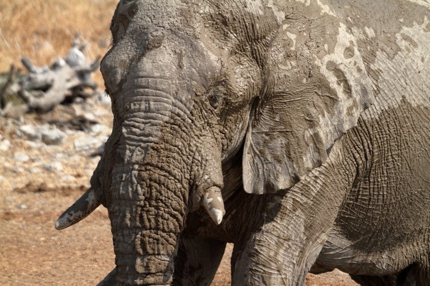 safari namibie