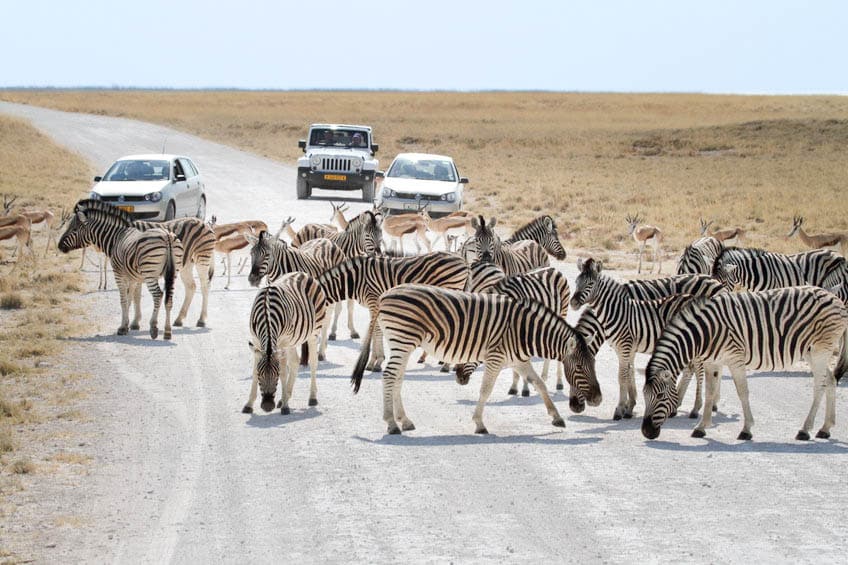 safari voiture etosha