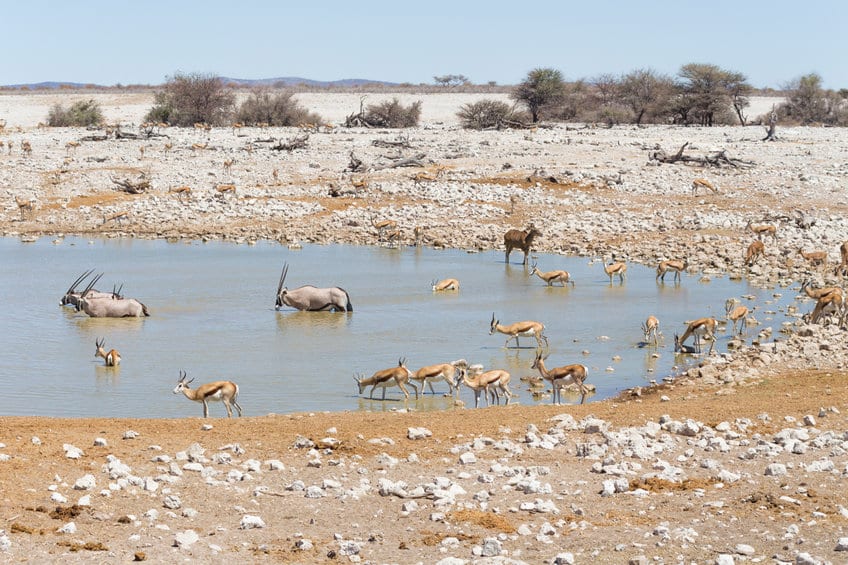 parc national etosha