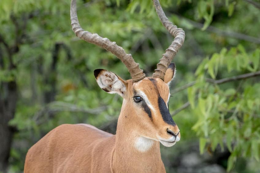 impala à face noire