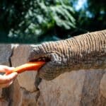 Un voyage qui a du sens : aider les animaux en Thaïlande