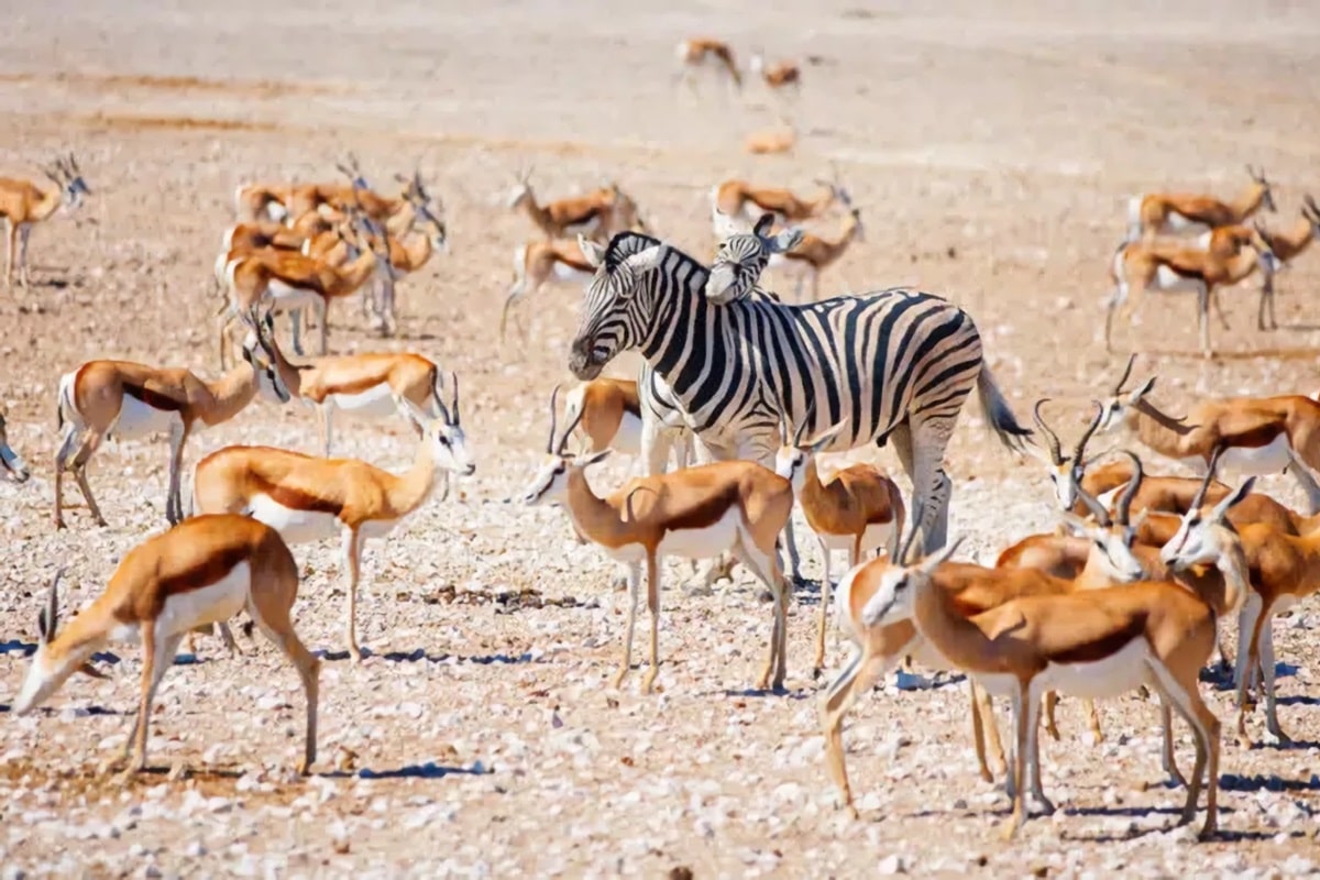 safari en namibie