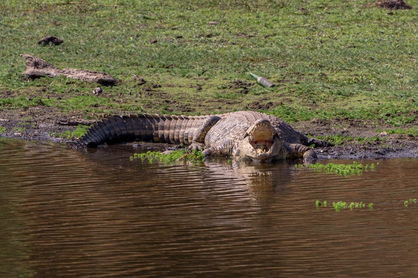 crocodile zimbabwe
