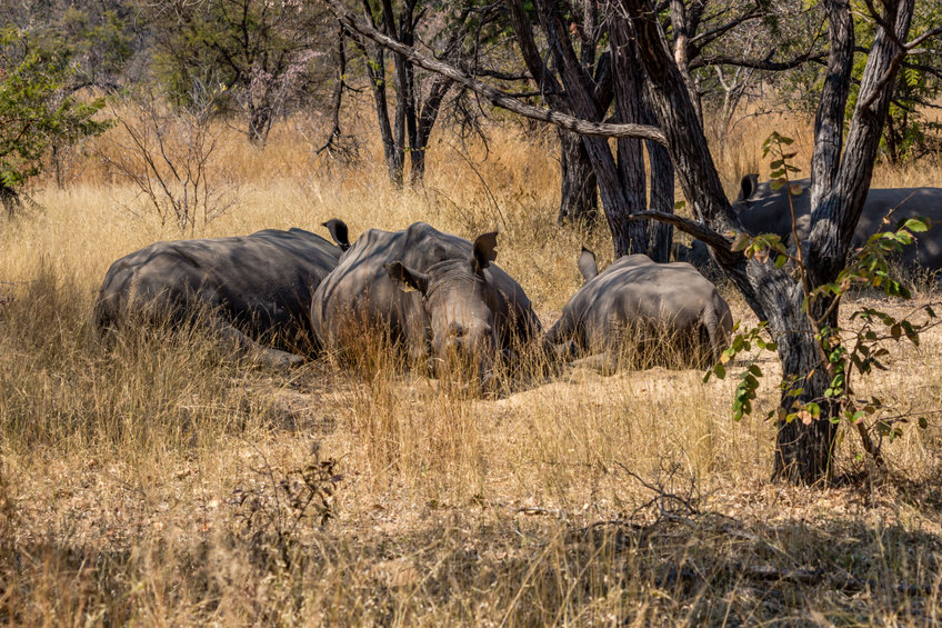 safari zimbabwe