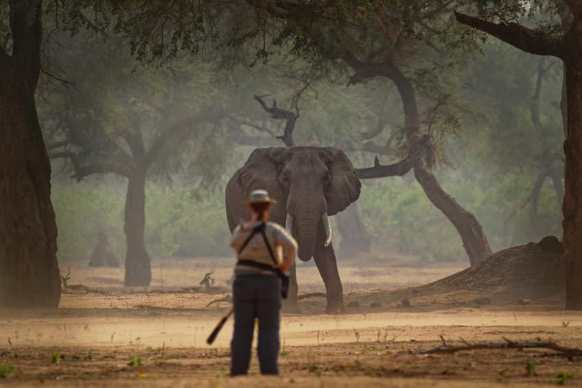 éléphant mana pools zimbabwe