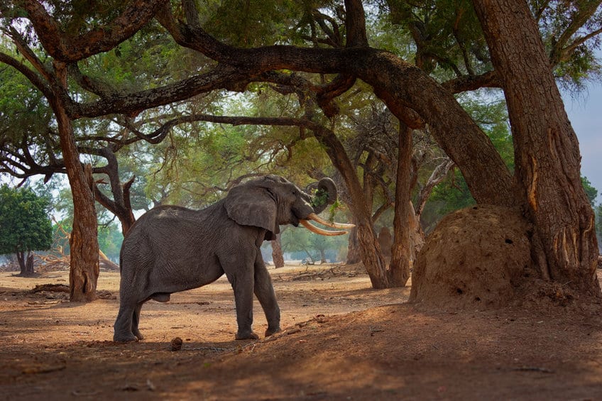éléphant mana pools