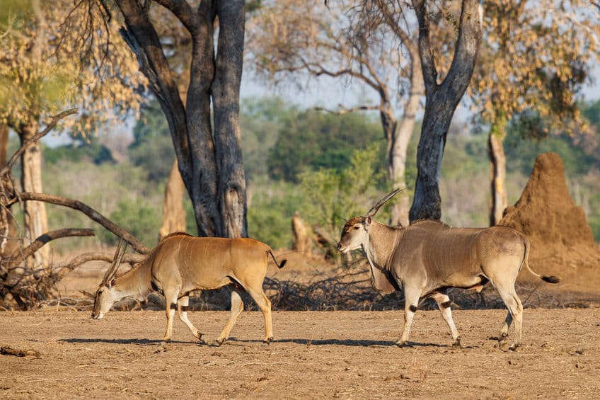 animaux zimbabwe