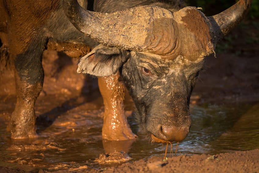 buffle madikwe