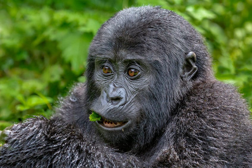 foret de Bwindi gorille