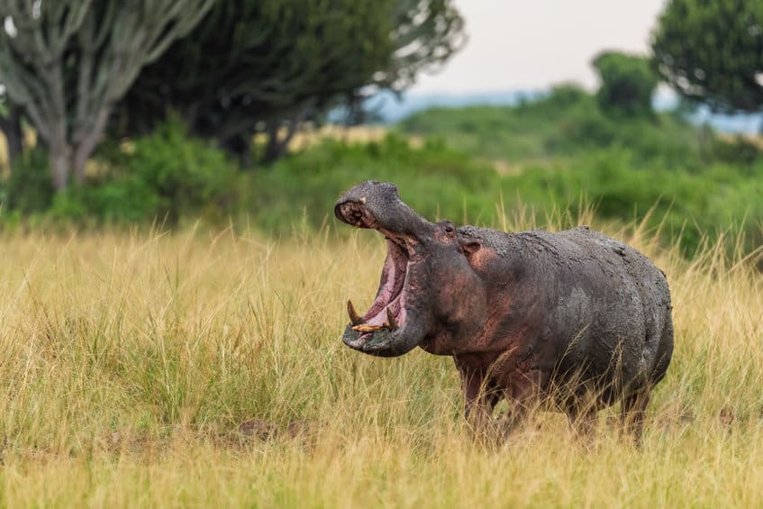 hippopotame ouganda