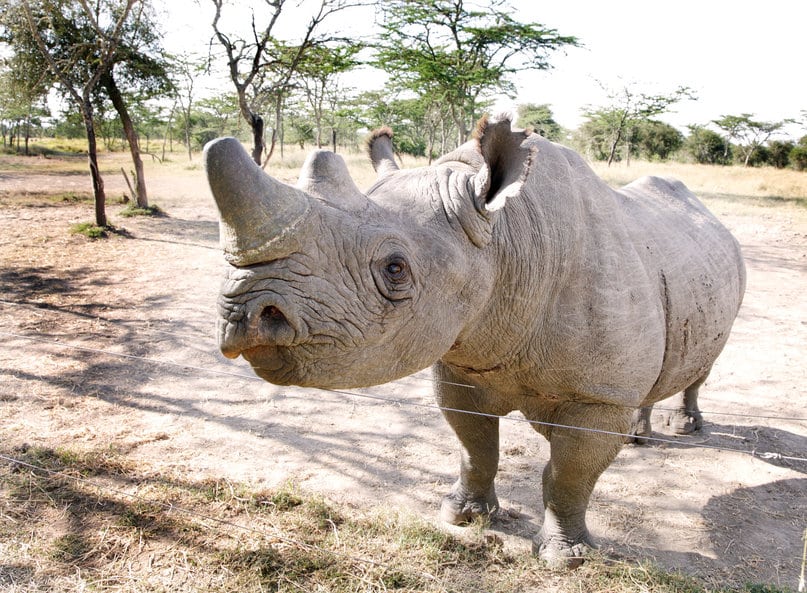ol pejeta rhinoceros blanc