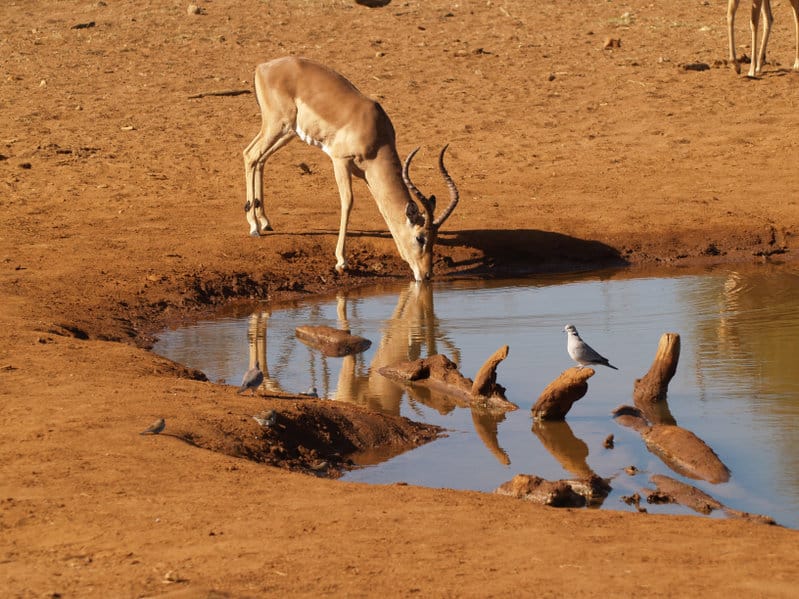 réserve madikwe