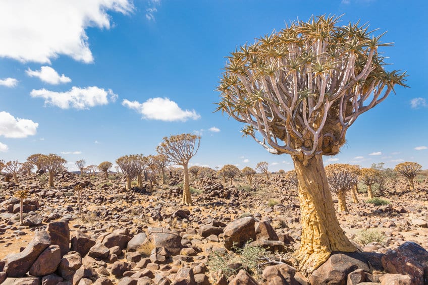 Quiver Tree forest
