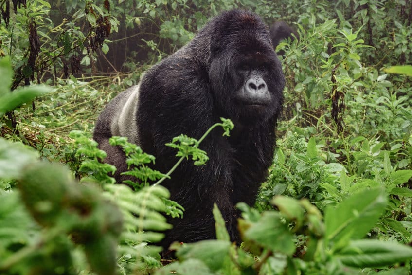 gorille foret de Bwindi