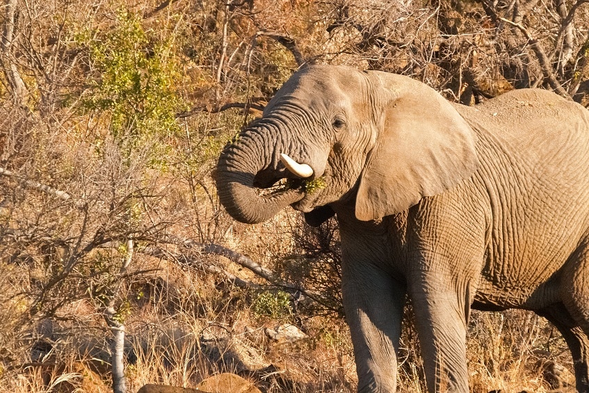 éléphant madikwe