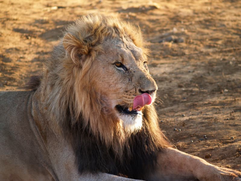 Réserve Madikwe lion