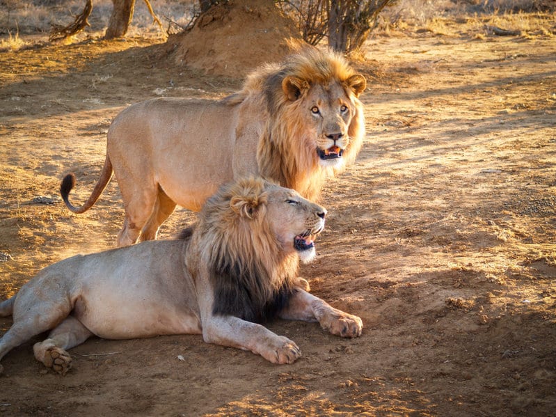 lions Madikwe