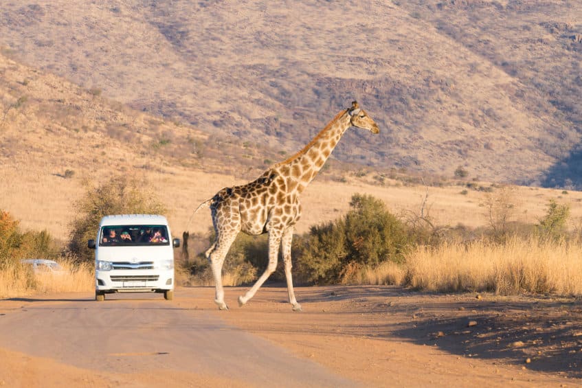 Réserve Pilanesberg safari