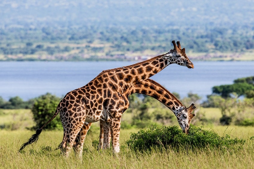 Murchison Falls girafes