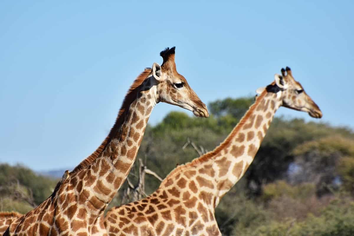 Réserve Madikwe