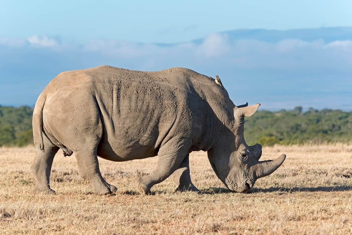 réserve d'ol pejeta