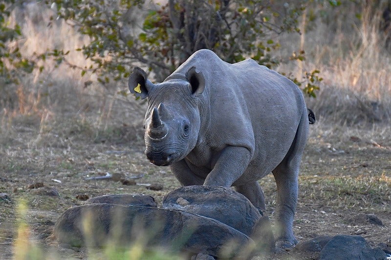 Parc national Gonarezhou rhinoceros