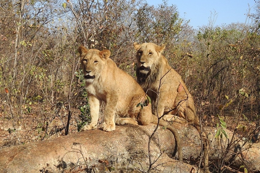 lions Parc Hwange
