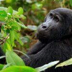 Visiter le parc de Bwindi