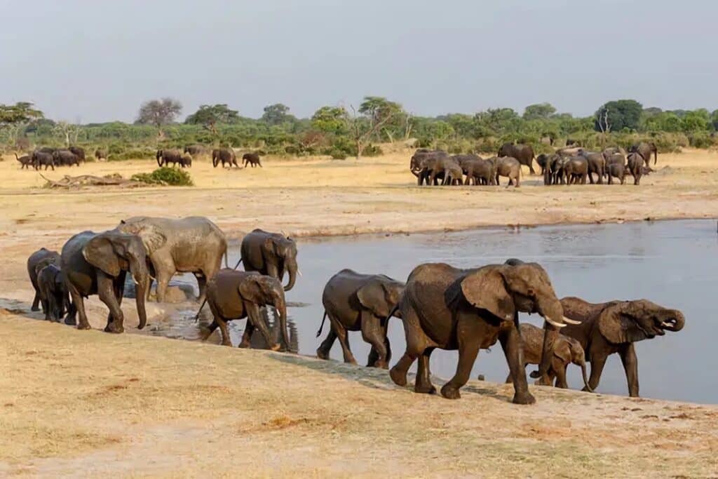 Parc national Hwange