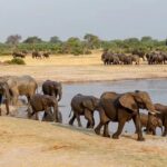 Parc national Hwange