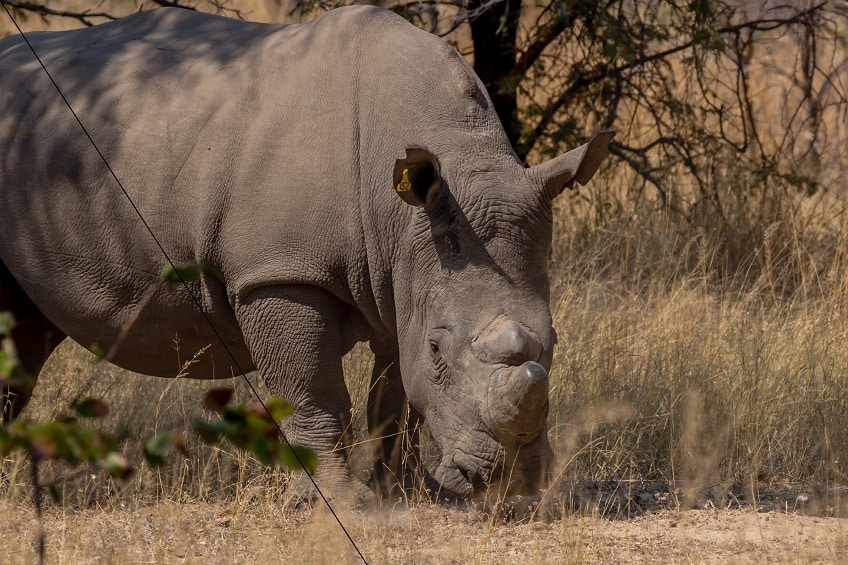 rhinoceros blanc
