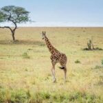 Parc national Murchison Falls en Ouganda : guide