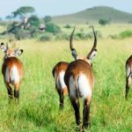 Parc national Kidepo Valley