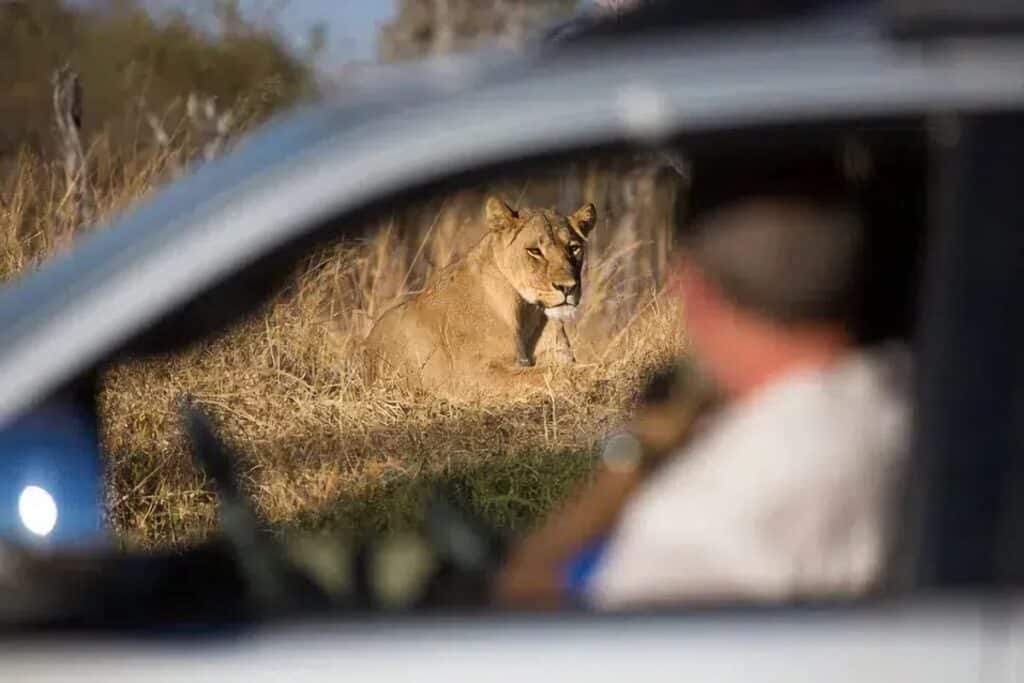 safari voiture