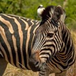 Réserve Pilanesberg
