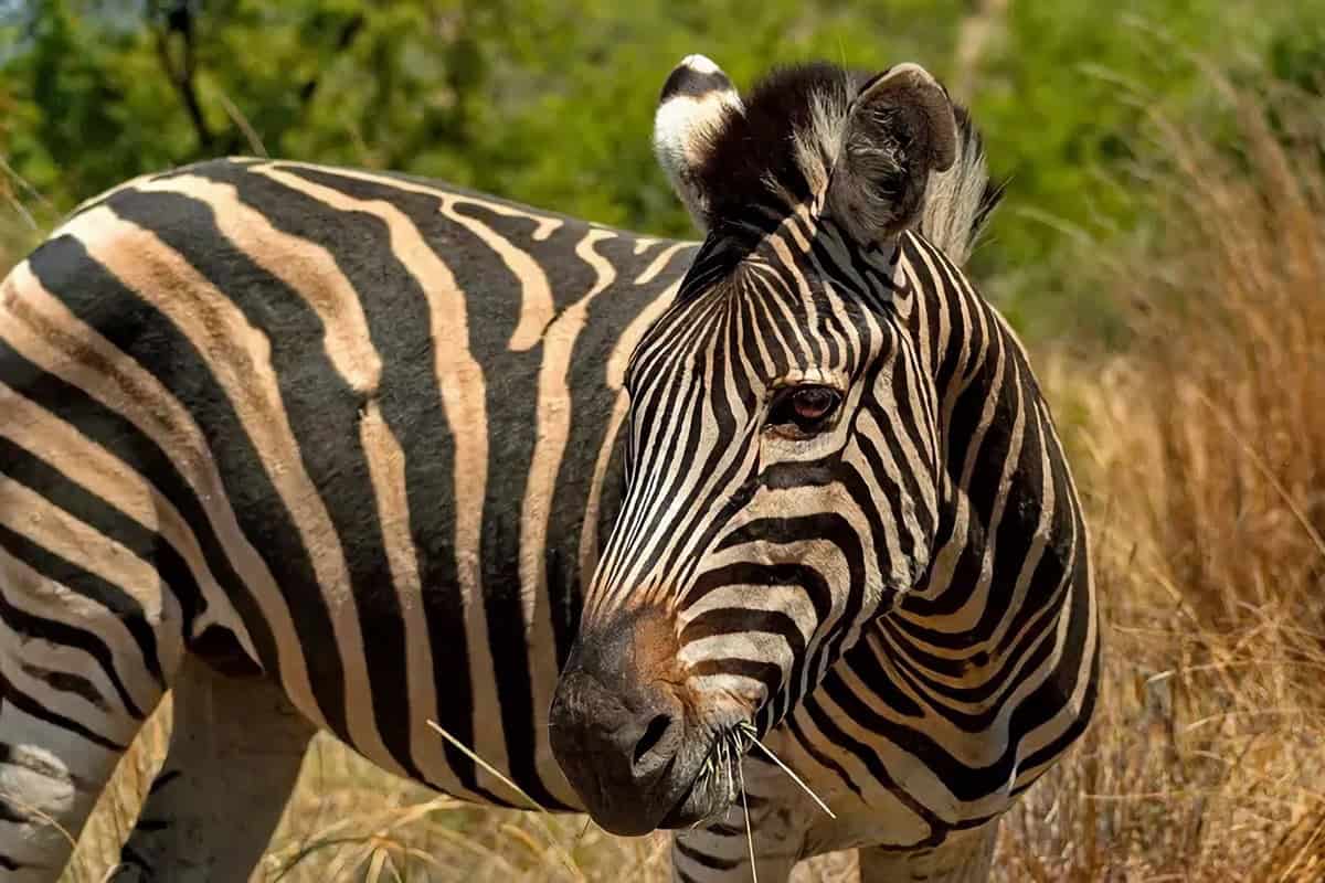 Réserve Pilanesberg