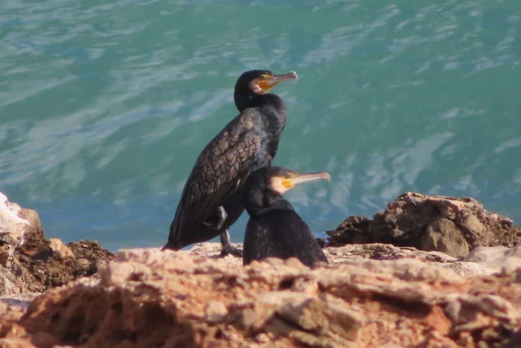 cormoran sierra d'irta