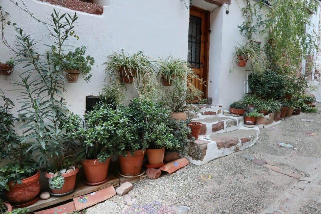 plantes devant maison