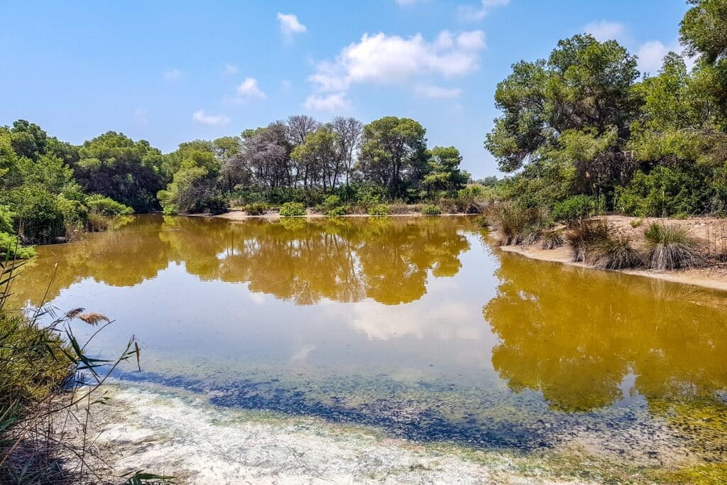 centre interpretation albufera valence