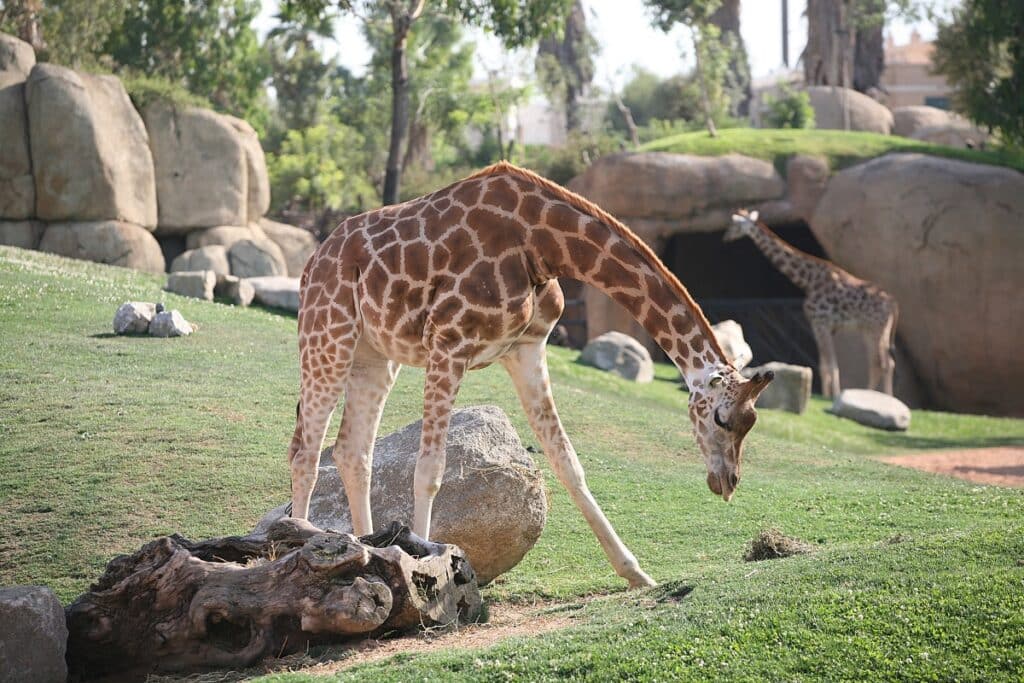 bioparc valence girafe